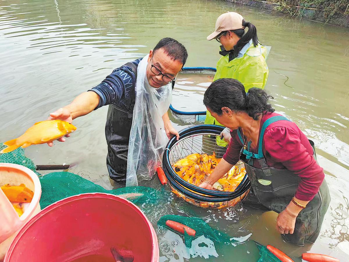 Un antiguo sistema de cultivo de arroz y peces prospera con nueva vitalidad