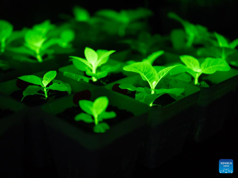 Investigadores chinos han logrado cultivar con éxito una serie de plantas bioluminiscentes