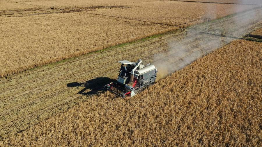 Producción de cereales de China supera 714 millones de toneladas en 2025