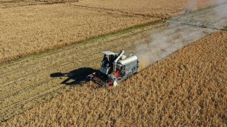 Producción de cereales de China supera 714 millones de toneladas en 2025