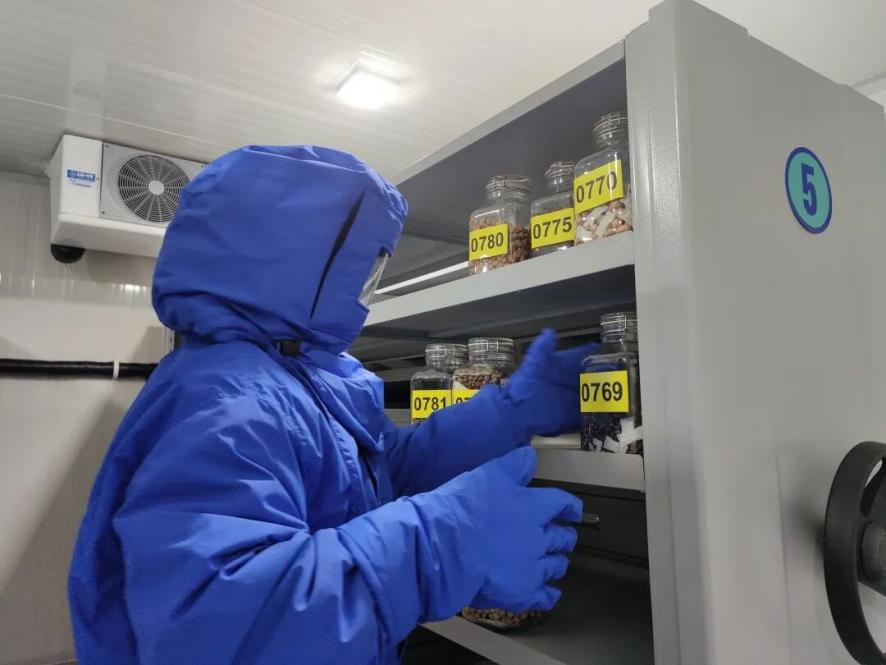 Banco de semillas de Shanghai alcanza los 100 millones de muestras en impulso a la conservación de la biodiversidad