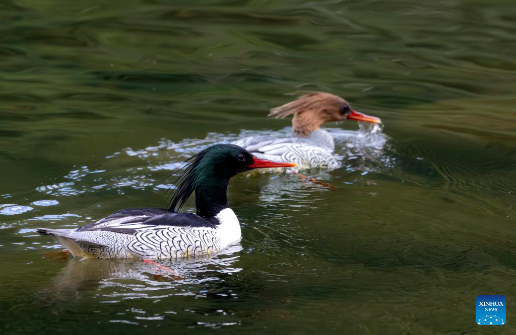 Serratas chinas pasan el invierno en el río Dazhang en Fujian