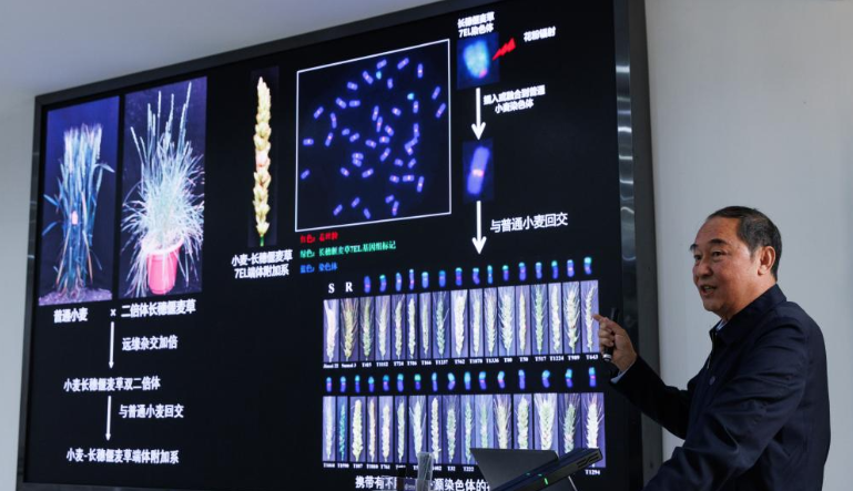 El diseño genético produce cultivos con mayores rendimientos