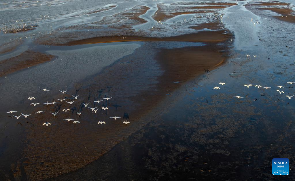 Cisnes invernan en río Minjiang, en Fujian