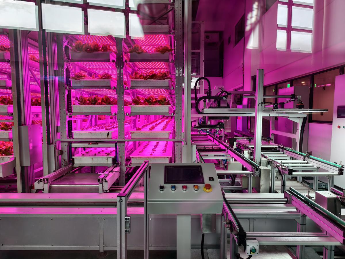 La agricultura vertical inteligente despega en Chengdu