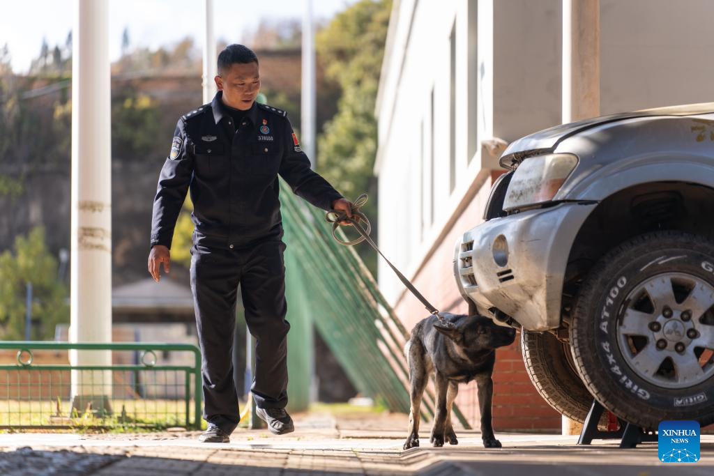 Perro de Kunming, una raza única desarrollada por la base de perros policía de Kunming del Ministerio de Seguridad Pública