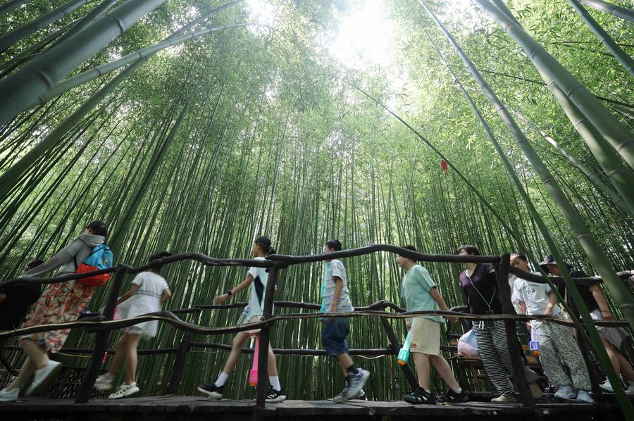 China reforesta 8,5 millones de hectáreas en 2025