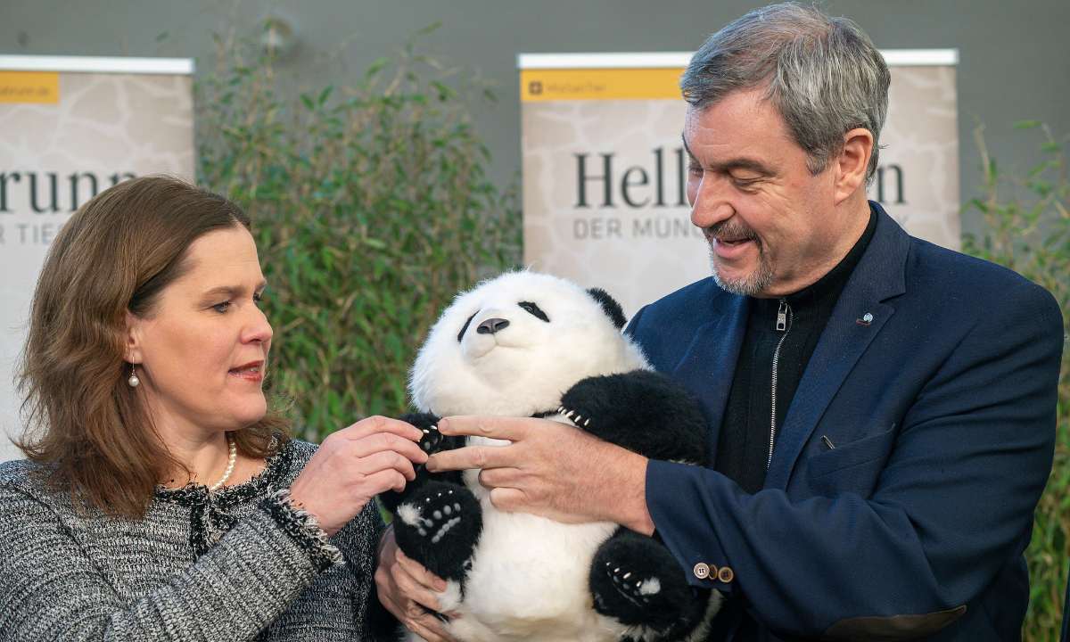 Dos pandas serán enviados a Múnich tras la firma del acuerdo de cooperación para la conservación del panda gigante, según CWCA