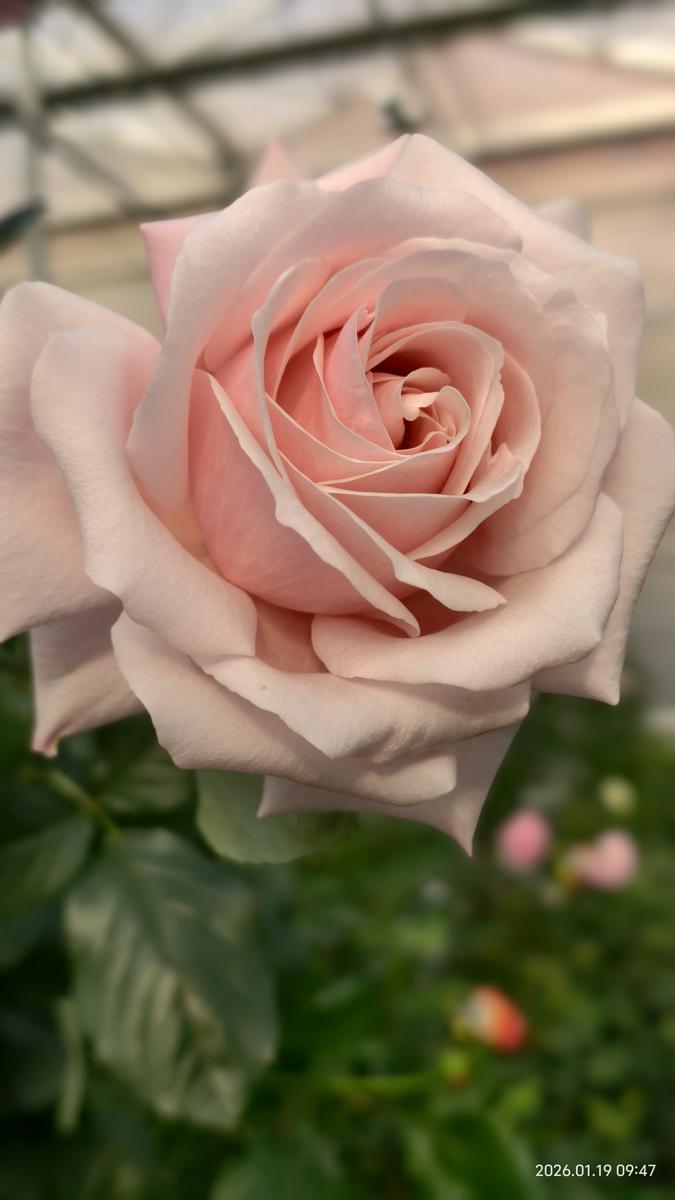 Proponen nombrar una variedad de rosa de Yunnan en honor a una funcionaria fallecida en Xinjiang