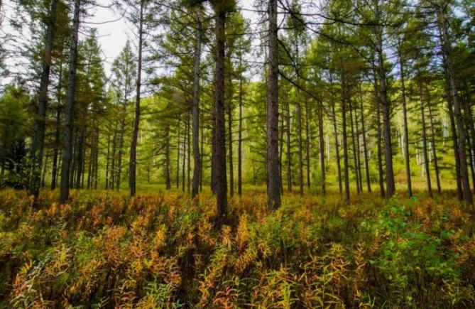 Saihanba asegura el "pase verde" al mercado internacional