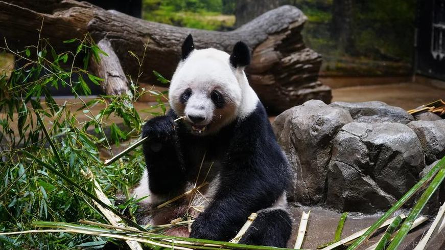Últimos dos pandas en Japón parten hacia China
