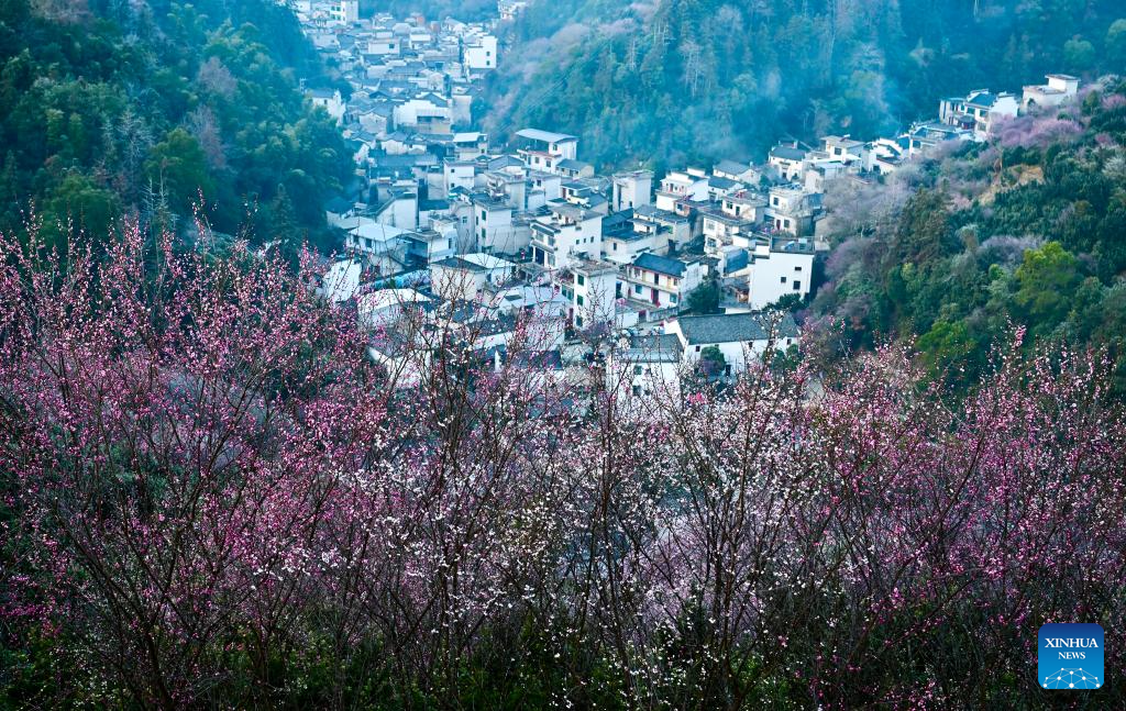 La belleza silenciosa de los ciruelos: Un paseo por Shexian, Anhui