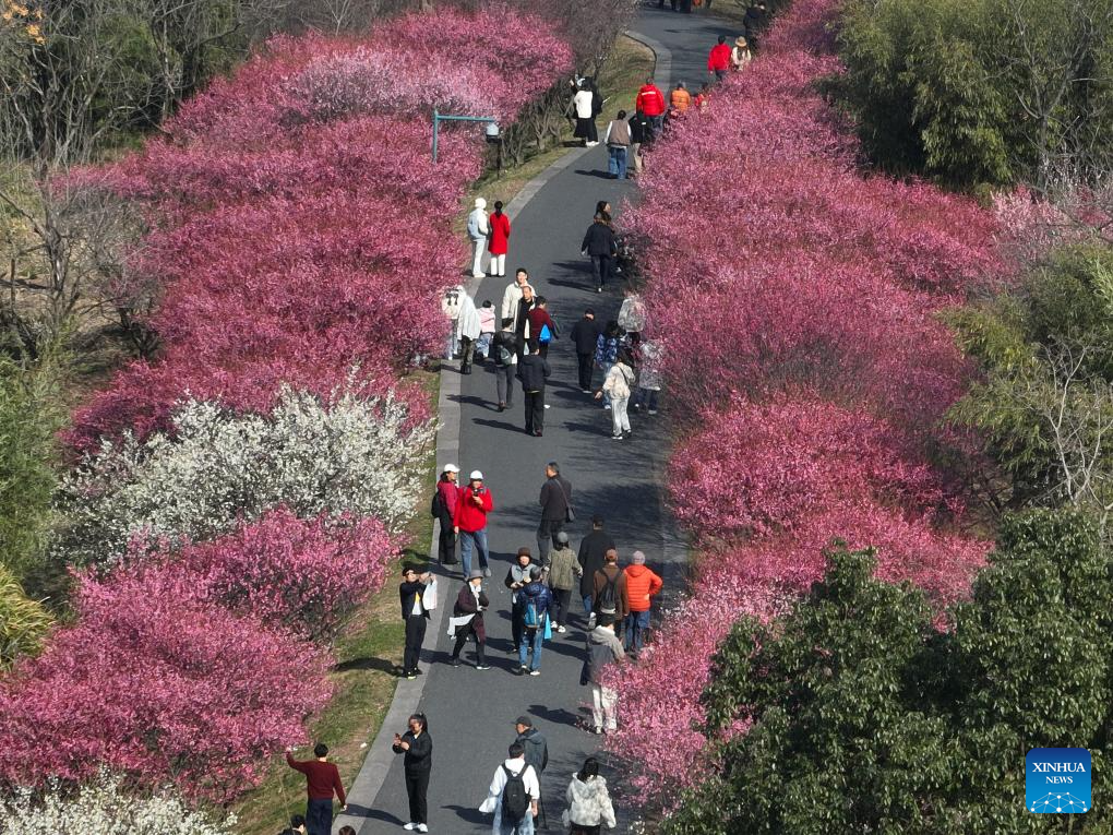 Humedal de Zhejiang entra en la mejor temporada para observar ciruelos en flor