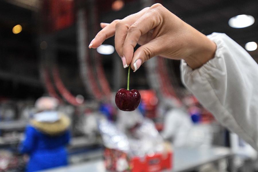 Empresa de cerezas chilenas diseña obras de arte para empacar la fruta con motivo del Año Nuevo chino