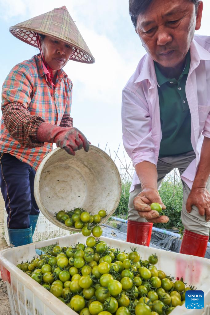 Industria del tomate cherry se expande en Hainan