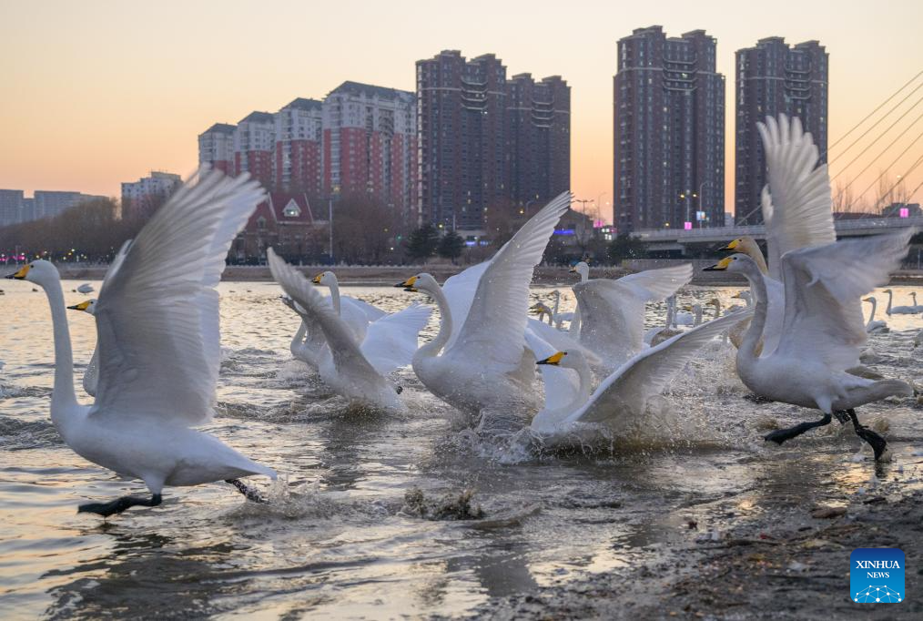 Cisnes migratorios adornan el río Daling en Chaoyang, Liaoning