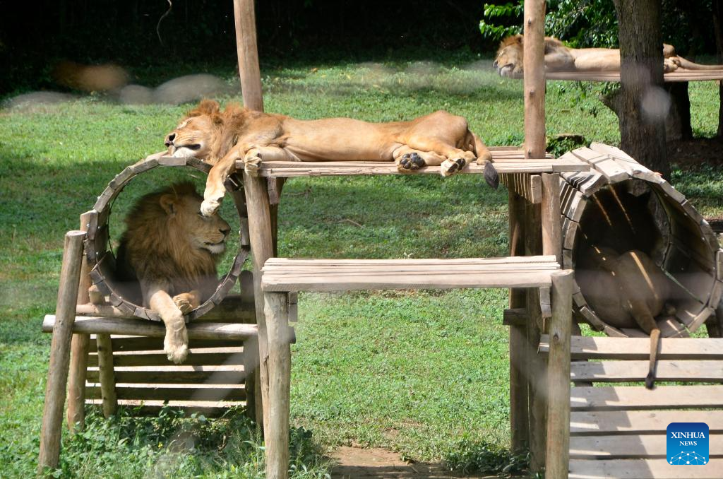 Se conmemora Día Mundial de la Vida Silvestre en Uganda