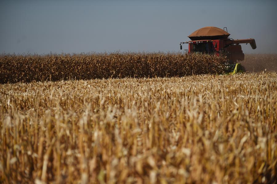 Conflicto en Medio Oriente pone en riesgo exportaciones de soya y maíz de Brasil