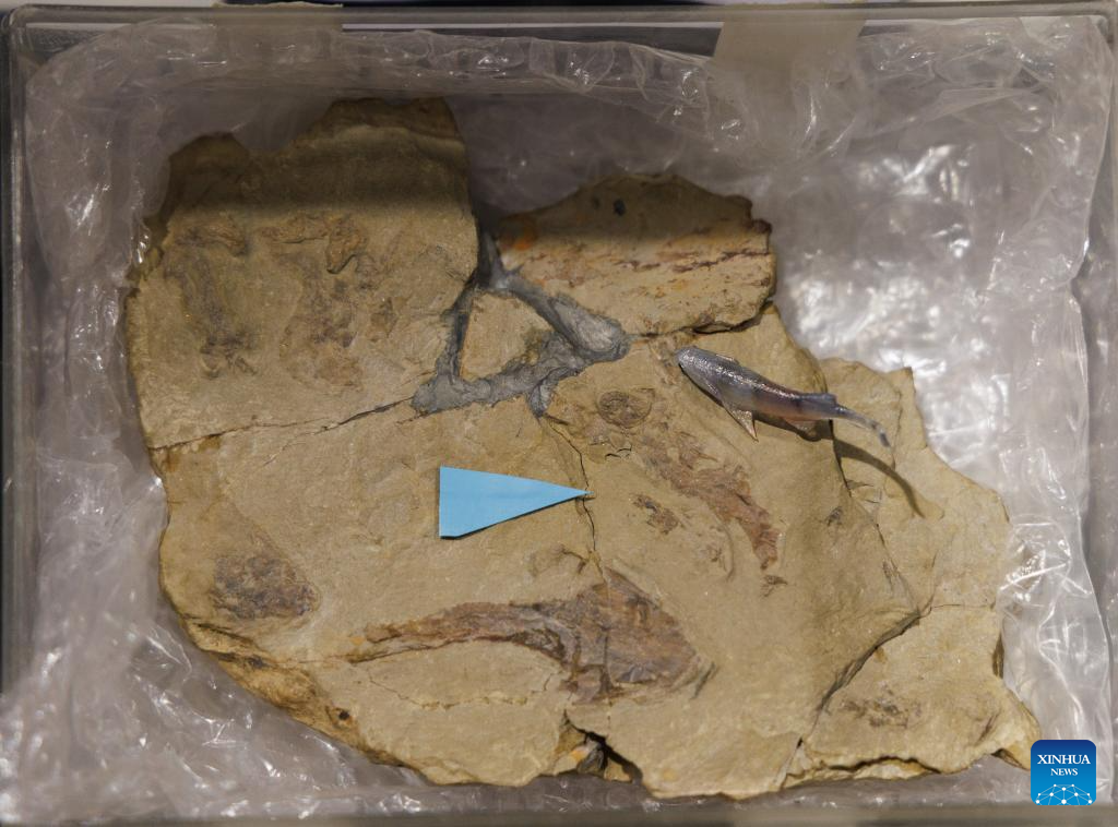 Descubren en China fósiles de peces de 400 millones de años