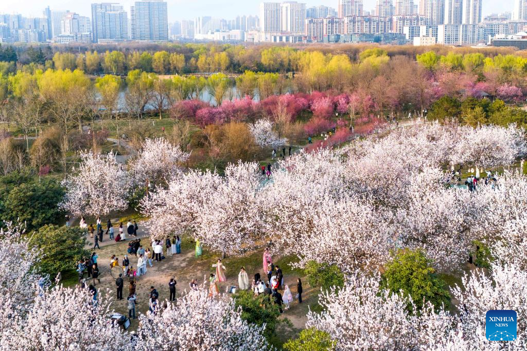 La belleza de la primavera: Las flores retoñan en China