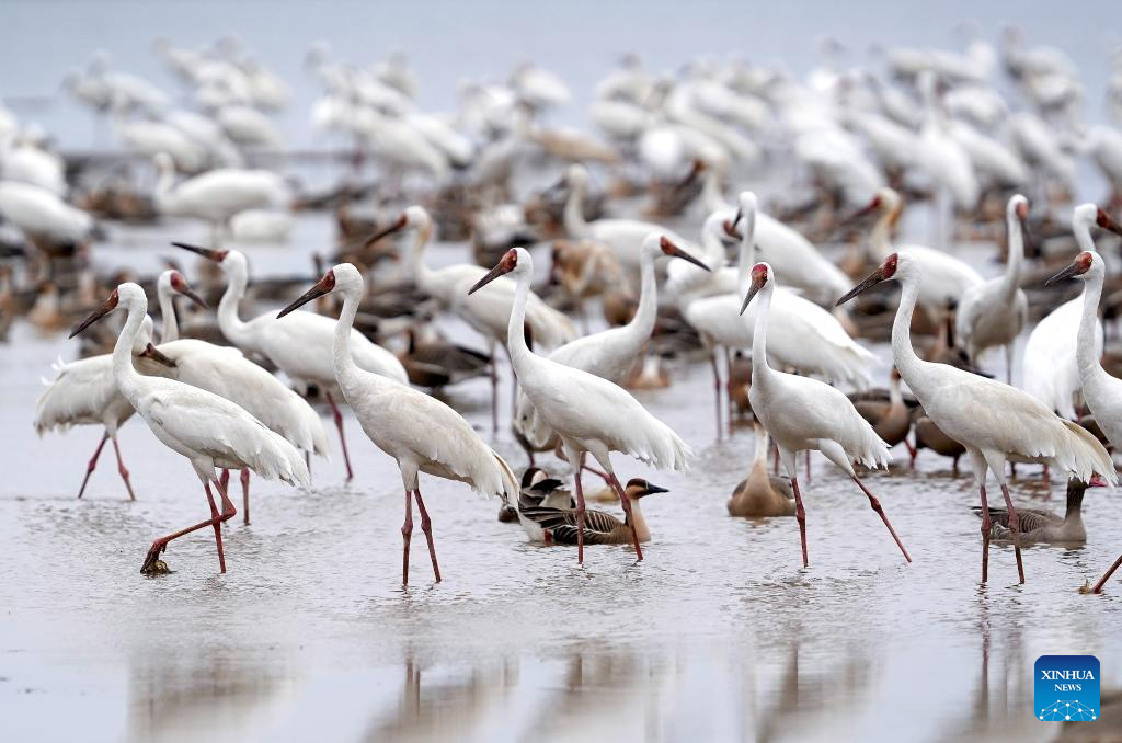 Lago Poyang, lugar vital de invernada y parada a lo largo de la ruta migratoria de Asia Oriental-Australasia
