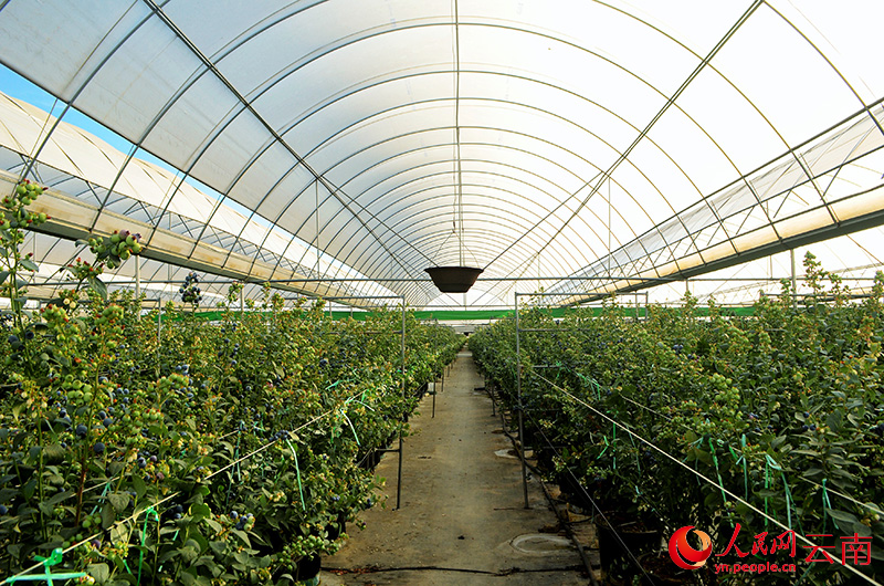 Invernadero moderno en una instalación de cultivo de arándanos en Chengjiang, provincia de Yunnan. (Foto: Diario del Pueblo digital/ Liu Yi)