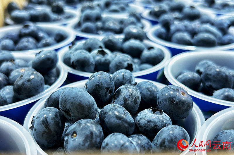 Arándanos clasificados dentro de un almacén refrigerado en la ciudad de Chengjiang, provincia de Yunnan. (Foto: Diario del Pueblo digital/ Liu Yi)