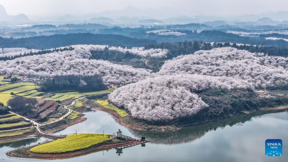 El esplendor de las flores de cerezo en Guizhou: Un paraíso floral en el suroeste de China