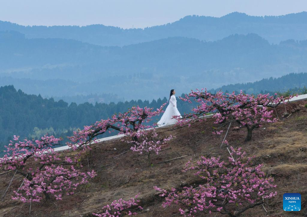 Entre las flores de durazno: Vista aérea de la montaña Longquan en Sichuan de China