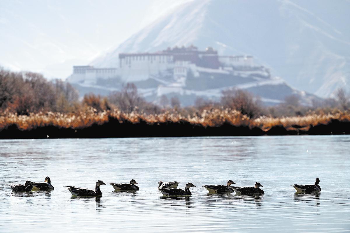 Las aves migratorias se congregan en la Reserva Natural Nacional del Humedal de Lhalu en Lhasa, capital de la región autónoma de Xizang, en el suroeste de China, el 9 de diciembre, con el imponente Palacio de Potala al fondo. KUNGA LESANG / SERVICIO DE NOTICIAS DE CHINA