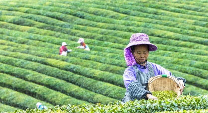 Temporada de cosecha de té en China