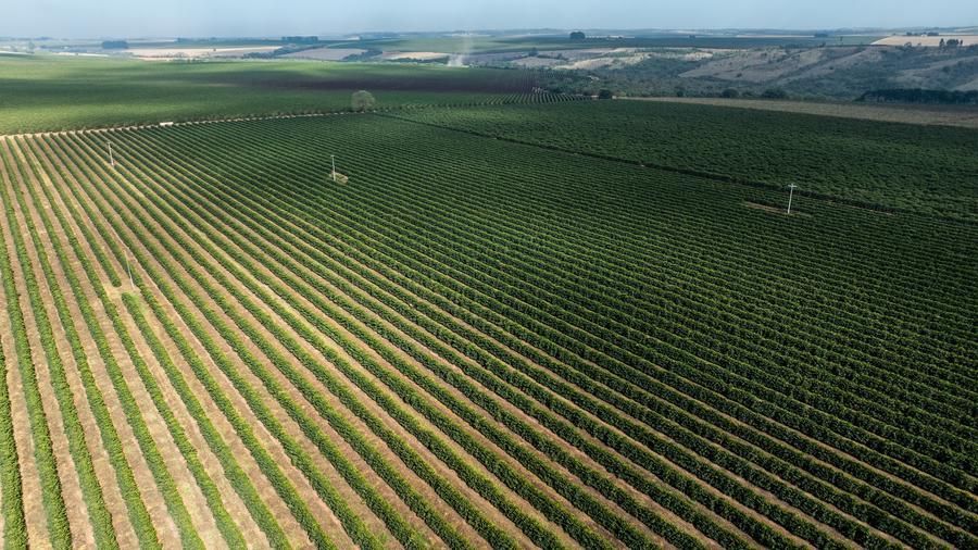Brasil registra salto de 13,9% interanual en exportación de café soluble pese a sobretasa de EEUU