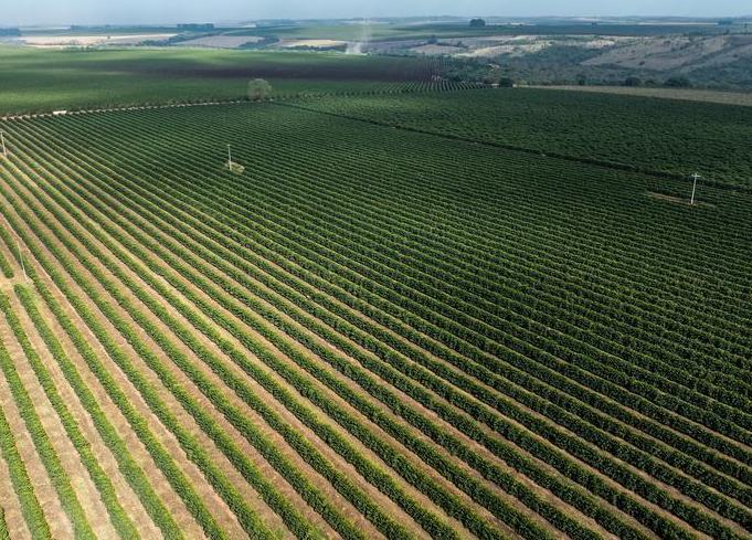 Brasil registra salto de 13,9% interanual en exportación de café soluble pese a sobretasa de EEUU