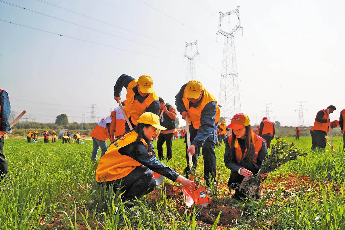 Las plántulas de té de aceite transforman el corredor eléctrico de Siwugang