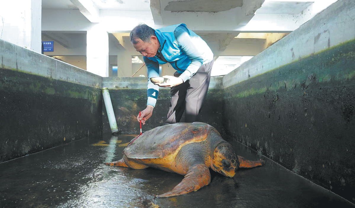 Santuario en la isla Naozhou extiende su mano a las tortugas marinas