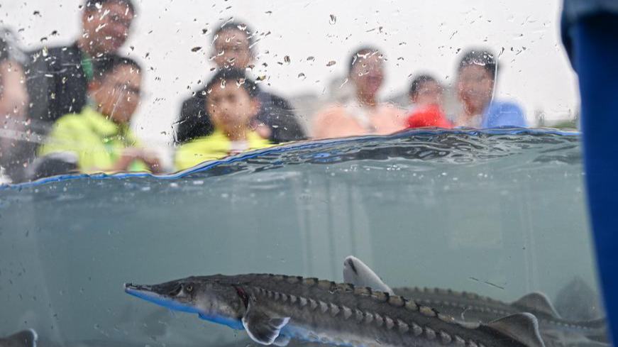 Liberados en hábitat natural unos 550.000 esturiones chinos
