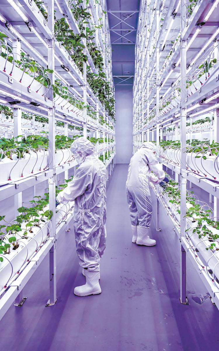 Una granja vertical en Chengdu lleva la agricultura a nuevas alturas