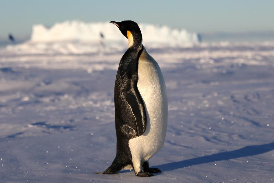 Pingüino emperador y lobo marino antártico están "en peligro de extinción" debido a cambio climático, alerta UICN