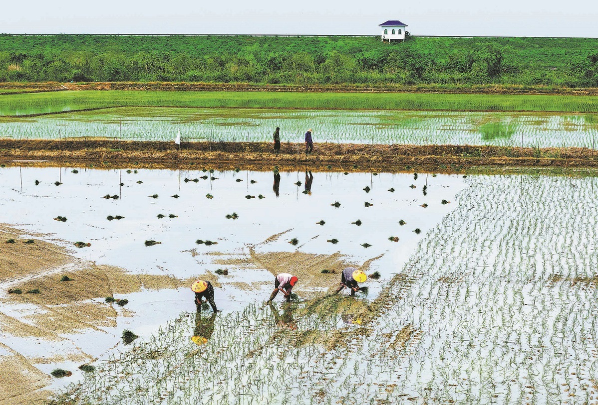 Se prevé una producción de cereales estable y menores importaciones de soja para el país en 2026