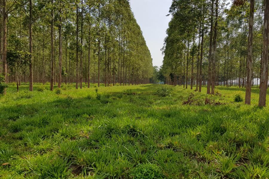 Brasil designa a Embrapa como eje de cooperación agrícola en "hub" regional de las Américas