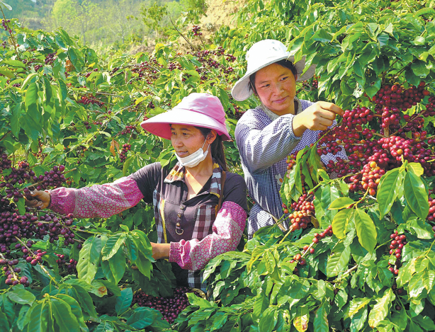 Agricultores cosechan cerezas de café en una plantación en Baoshan. (Foto: Chinda Daily)