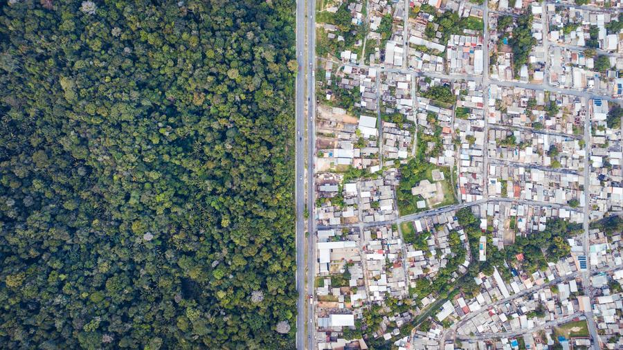 Brasil redujo 42 % la pérdida de bosques tropicales en 2025