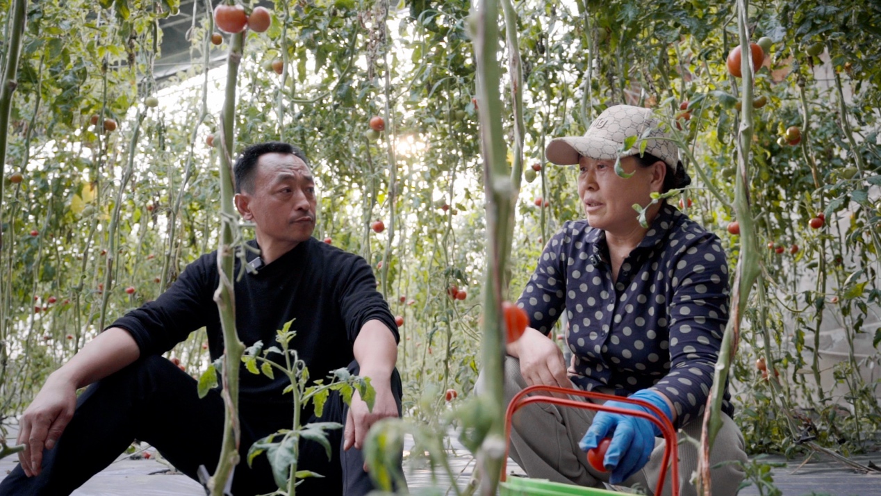 Li Quansheng discute formas de expandir las ventas de tomates con la agricultora Jia Hailian en el pueblo de Dongshaoqu, distrito de Miyun, Beijing. Foto: Diario del Pueblo digital/Zhang Rong