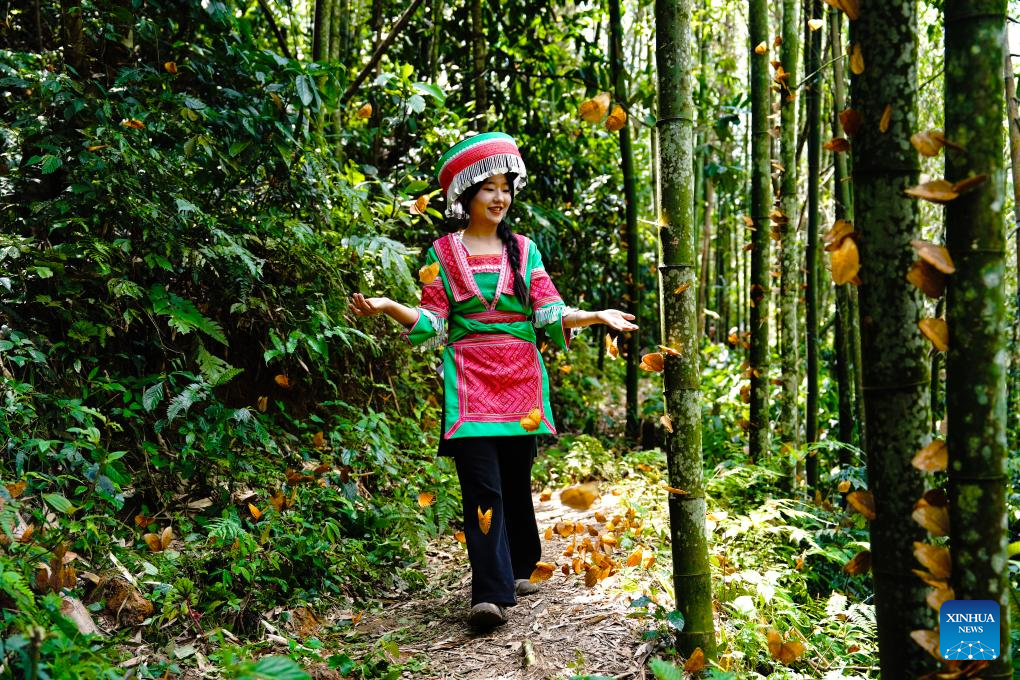 Valle de las mariposas en Yunnan experimenta una aparición masiva de mariposas
