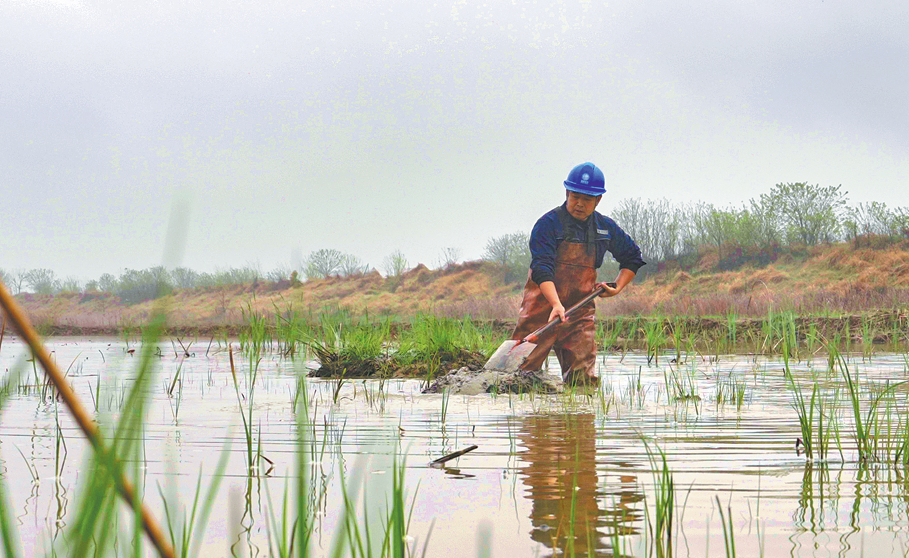Labor de voluntarios chinos resalta el valor comunitario de la conservación ecológica