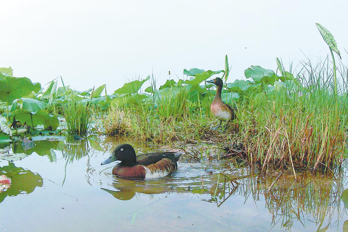 Una pareja de cercetas de Baer se alimenta en el humedal. (Foto: China Daily)