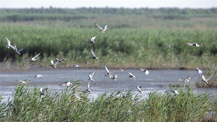 La Reserva Nacional de la Naturaleza Chongming Dongtan es un importante sitio de invierno para las aves silvestres en China. [Foto: Gao Erqiang/ China Daily]