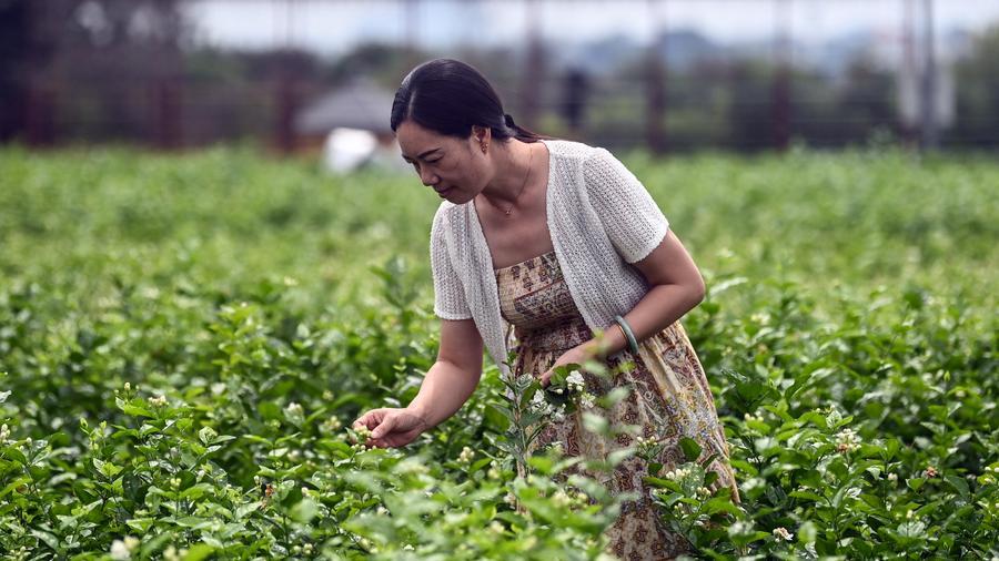 Región china de Guangxi emerge como centro global de industria del té gracias a modernización tecnológica