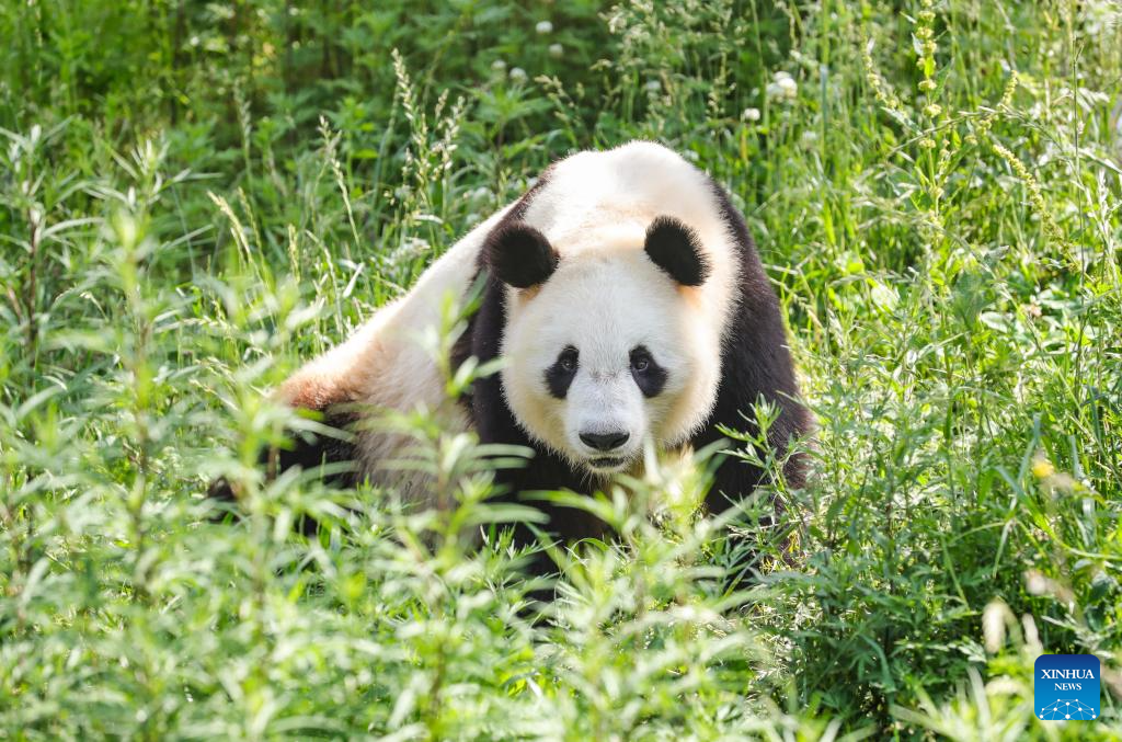 Shaanxi: La base de Foping fortalece la conservación de los pandas gigantes