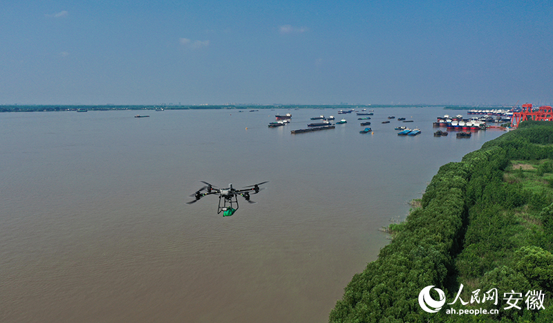 Un dron enruta hacia el fondeadero en la Base de Servicios de Entrega de Drones Anhui Donghui en Wuhu, provincia de Anhui. (Foto: Diario del Pueblo digital/ Zhang Jun)